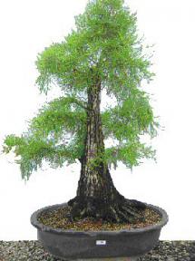 Bald Cypress Bonsai Tree<br><i>(taxodium distichum)</i>