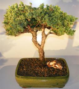Juniper Bonsai Tree - Trained Upright with Split Trunk<br><i></i>(juniper procumbens nana)