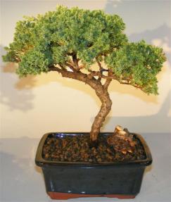Juniper Bonsai Tree - Trained Upright with Branching <br><i></i>(juniper procumbens nana)