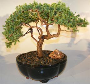Juniper Bonsai Tree - Trained Upright with Exposed Branching <br><i></i>(juniper procumbens nana) 