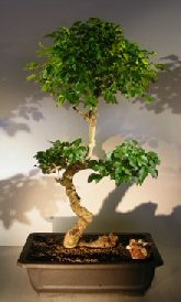 Flowering Ligustrum Bonsai Tree<br><i></i>Curved Trunk & Tiered Branching Style<br><i>(ligustrum lucidum)</i>