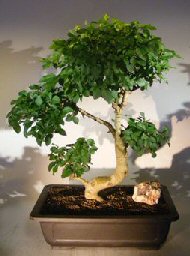 Flowering Ligustrum Bonsai Tree<br>Curved Trunk & Tiered Branching Style<br><i>(ligustrum lucidum)</i>