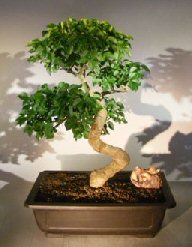 Flowering Ligustrum Bonsai Tree<br>Curved Trunk & Tiered Branching Style<br><i>(ligustrum lucidum)</i>