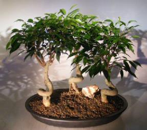 Oriental Ficus Bonsai Tree<br>Three (3) Tree Forest Group With Coiled Trunk<br><i>(ficus orientalis)</i>
