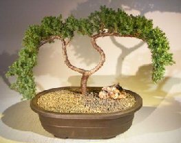 Juniper Bonsai Tree - Trained <br><i></i>(juniper procumbens nana) 