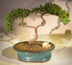 Juniper Bonsai Tree - Trained <br><i></i>(juniper procumbens nana) 