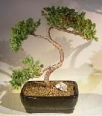 Juniper Bonsai Tree - Trained <br><i></i>(juniper procumbens nana) 