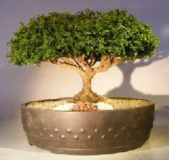 Japanese Kingsville Boxwood Bonsai Tree<br><i>(buxus microphylla compacta)</i>