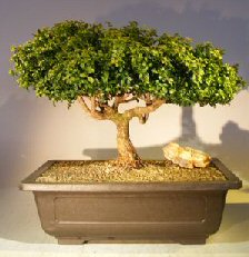 Japanese Kingsville Boxwood Bonsai Tree<br><i>(buxus microphylla compacta)</i>