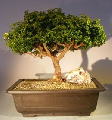 Japanese Kingsville Boxwood Bonsai Tree<br><i>(buxus microphylla compacta)</i>