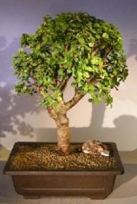 Baby Jade Bonsai Tree<br><i>(Portulacaria Afra)</i>