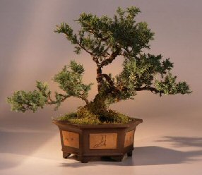 San Jose Juniper Bonsai Tree<br><i>(juniperus chinensis 'san jose')</i>