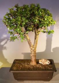 Baby Jade Bonsai Tree<br><i>(Portulacaria Afra)</i>