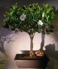 Flowering Gardenia Bonsai Tree<br><i>(jasminoides miami supreme)</i>