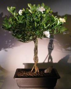 Flowering Gardenia Bonsai Tree<br><i>(jasminoides miami supreme)</i>