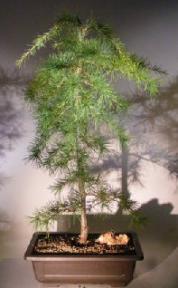 Deodar Cedar Bonsai Tree<br><i>(cedrus deodara)</i>