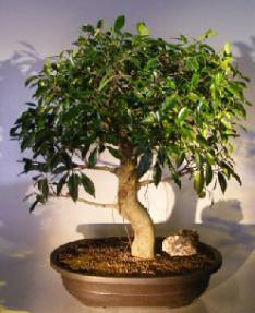 Ficus Retusa Bonsai Tree<br><i></i>Curved Trunk & Tiered Branching Style<br><i></i>(ficus retusa)