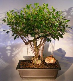 Ficus Retusa Bonsai Tree<br><i></i>Banyan Roots<br><i></i>(ficus retusa)