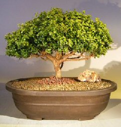 Japanese Kingsville Boxwood Bonsai Tree<br><i>(buxus microphylla compacta)</i>