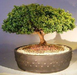 Japanese Kingsville Boxwood Bonsai Tree<br><i>(buxus microphylla compacta)</i>