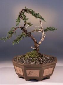 San Jose Juniper Bonsai Tree<br><i>(juniperus chinensis 'san jose')</i>