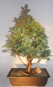 Silver Cypress Bonsai Tree <br><i></i>(chamecyparis pisifera 'Boulevard')