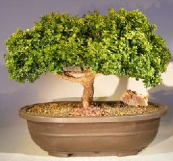 Japanese Kingsville Boxwood Bonsai Tree<br><i>(buxus microphylla compacta)</i>