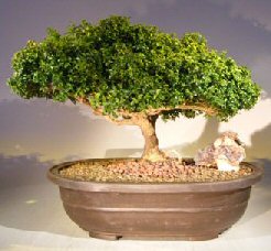 Japanese Kingsville Boxwood Bonsai Tree<br><i>(buxus microphylla compacta)</i>