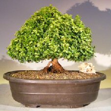 Japanese Kingsville Boxwood Bonsai Tree<br><i>(buxus microphylla compacta)</i>