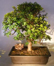 Baby Jade Bonsai Tree<br><i></i>(Portulacaria Afra)