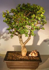 Baby Jade Bonsai Tree<br><i></i>(Portulacaria Afra)