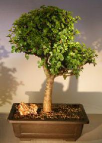 Baby Jade Bonsai Tree<br><i></i>(Portulacaria Afra)