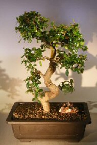 Flowering Fukien Tea Bonsai Tree<br>Curved Trunk & Tiered Branching<br><i>(ehretia microphylla)</i>