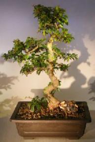 Flowering Fukien Tea Bonsai Tree<br>Curved Trunk & Tiered Branching<br><i>(ehretia microphylla)</i>