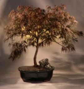 Japanes Red Maple Bonsai Tree -'Red Dragon'<br><i>Acer Palmatum Dissectum</i>