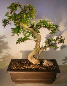 Flowering Fukien Tea Bonsai Tree<br>Curved Trunk & Tiered Branching<br><i>(ehretia microphylla)</i>