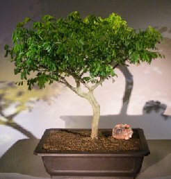 Flowering Brazilian Raintree Bonsai Tree<br><i>(pithecellobium tortum)</i>