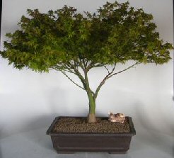 Dwarf Japanese Maple Bonsai Tree<br><i>(acer palmatum 'Capercis Dwarf')</i>