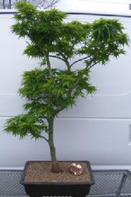 Dwarf Japanese Green Maple Bonsai Tree<br><i>(mikawa yatsubusa)</i><br>