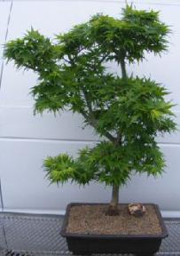 Dwarf Japanese Green Maple Bonsai Tree<br><i>(mikawa yatsubusa)</i><br>