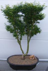 Shishigashira Japanese Maple Bonsai Tree<br><i>(acer palmatum 'shishigashira')</i>