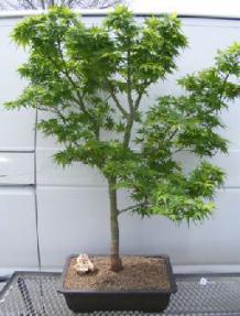 Dwarf Japanese Green Maple Bonsai Tree<br><i>(mikawa yatsubusa)</i><br>