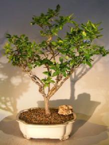 Flowering Top Hat Blueberry Bonsai Tree<br><i>(vaccinium corymbosum argustifolium)</i>
