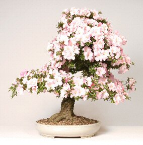 Azalea Bonsai Tree<br><i>(satsuki azalea)</i>
