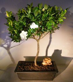 Flowering Gardenia Bonsai Tree<br><i>(jasminoides miami supreme)</i>