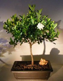 Flowering Gardenia Bonsai Tree<br><i>(jasminoides miami supreme)</i>