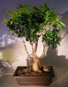 Ginseng Ficus Bonsai Tree<br>Banyan Style<br><i>(Ficus Retusa)</i>