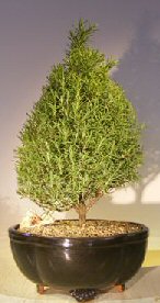 Flowering Rosemary Bonsai Tree<br><i>(rosmarinus officinalis)</i>