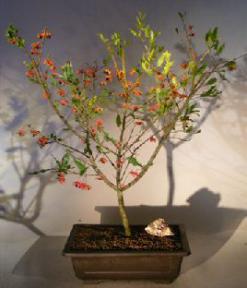 Flowering Mickey Mouse Bonsai Tree<br><i>(ochna serrulata)</i>