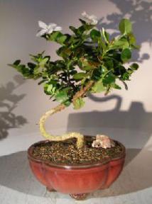 Flowering Dwarf Plum Bonsai Tree<br>Curved Trunk Style<br><i>(carissa macrocarpa)</i>